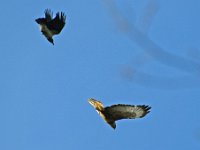 Bussard Kraehe 07